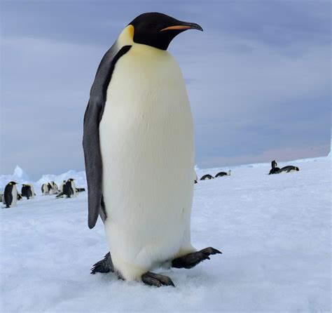 Emperor penguin by laogephoto on DeviantArt