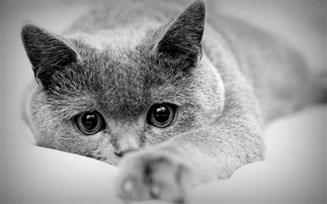 Gray Cat Wallpapers - Wallpaper Cave