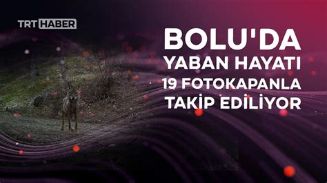 Bolu da yaban hayatı ve kaçak avcılar 19 fotokapanla takip ediliyor