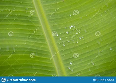 Fundo Verde Da Folha De Bananeira Abstrato Imagem De Stock Imagem De