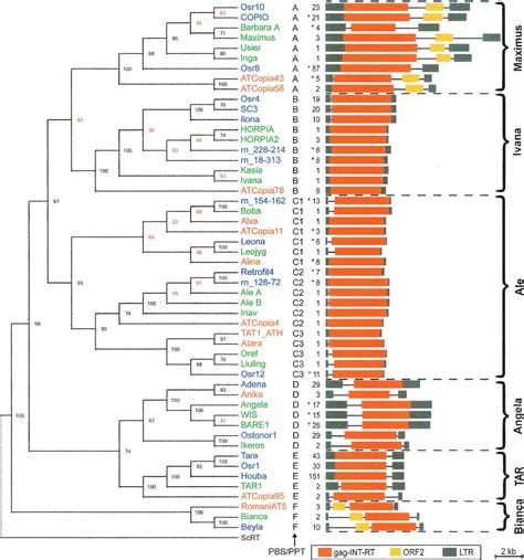 Genome Wide Comparative Analysis Of Copia Retrotransposons In Triticeae