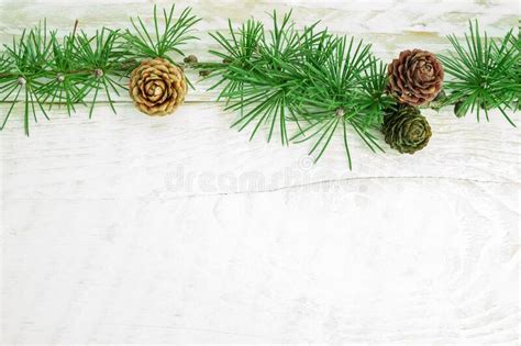 Cedrus Deodara Branch Isolated On Background Stock Photo Image Of