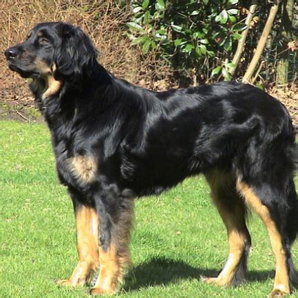 Hovawart Dog Info, Temperament, Puppies, Pictures