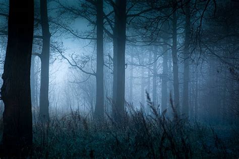 2,000+ Dark Ominous Forest Stock Photos, Pictures & Royalty-Free Images ...