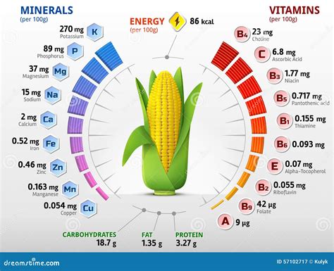 玉米棒子维生素和矿物 向量例证 插画 包括有 图表 成份 营养 核心 食物 园艺 信息 卡路里 57102717