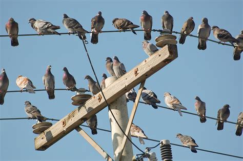 Pigeons On A Telephone Pole Photograph By Rob Huntley Fine Art America