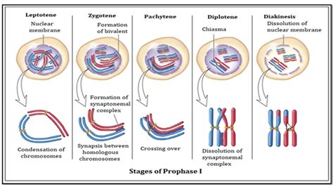 Cytokinesis Diagram Quizlet