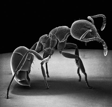 David M. Phillips photographs insects with an electron microscope in ...