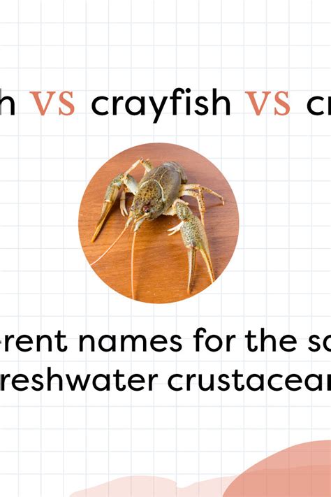 Crayfish” Vs Crawfish” Vs Crawdad” Whats The Difference