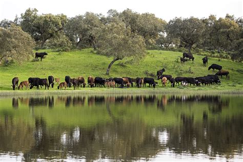 DESCUBRE TORO BRAVO GUARDIÁN DE LA BIODIVERSIDAD VIDEO Real Unión