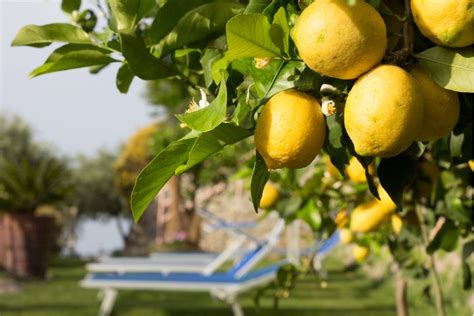 Comment faire pousser un citronnier à partir d un citron