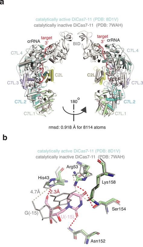 Figures And Data In Molecular Mechanism Of Active Cas In Processing