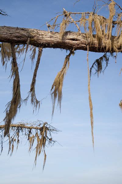 Ann Cutting Photography Spanish Moss