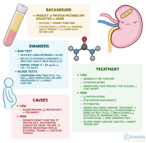 Blood Urea Nitrogen Bun Test Biology Simple