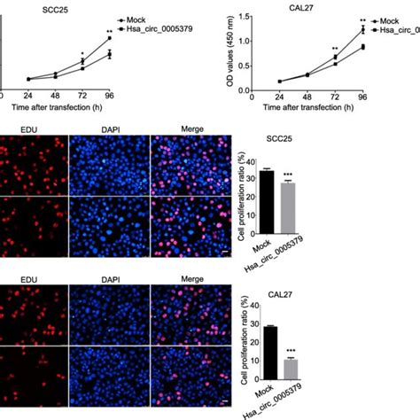 Upregulation Of Hsa Circ 0005379 Inhibits OSCC Cell Proliferation A