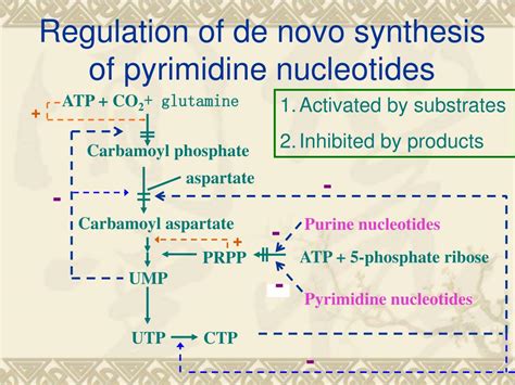 Ppt Nucleotide Metabolism Powerpoint Presentation Free Download Id4642655