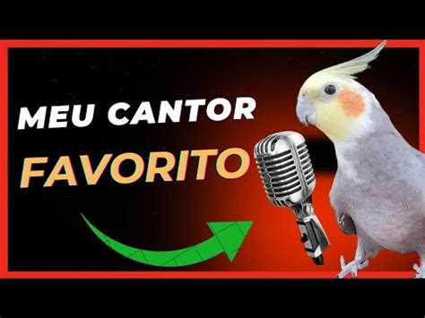 Ensine Sua Calopsita A Cantar Youtube