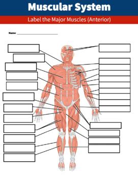 Muscular System Diagram Worksheets And Handouts Human Body Systems