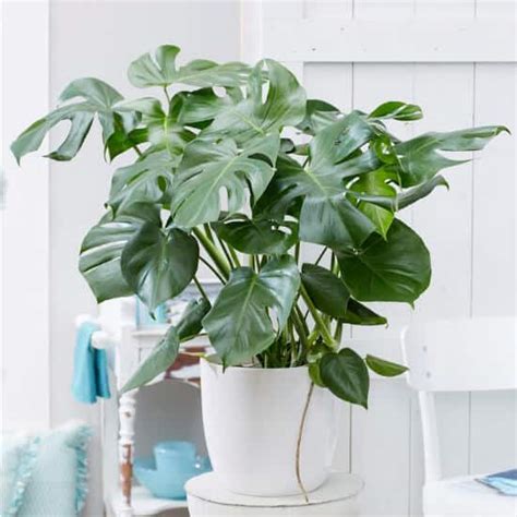 Indoor Plants - The Home Depot