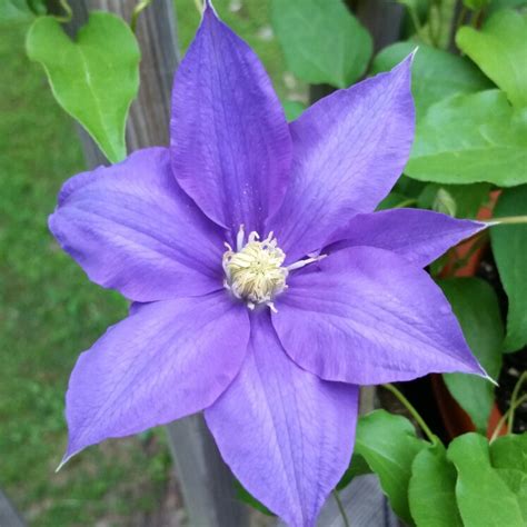 Clematis Alpina Blue Dancer Clematis Blue Dancer Uploaded By Inds