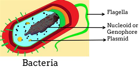 Size of a typical bacteria is(a)2-10 µm(b)10-15 µm(c)100-200 µm(d)15-50 µm