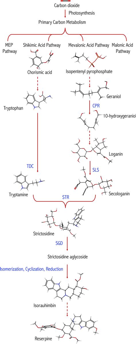 Diagrammatic representation of biosynthesis of reserpine (source:... | Download Scientific Diagram