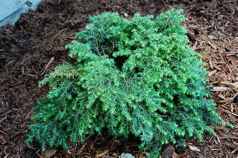 Dwarf Conifers For The Shade Dwarf Conifers Conifers Trees And Shrubs