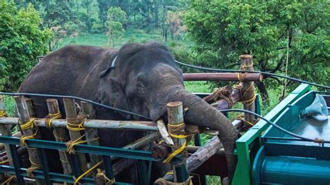 Kerala elephant who terrorised villagers released in reserve - RB Webcity