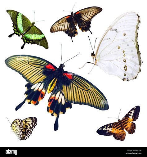 Conjunto De Mariposas Multicolores Aislado Fotografía De Stock Alamy