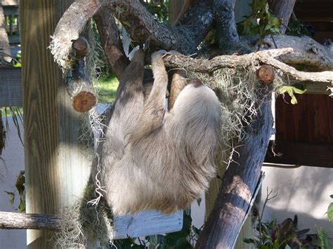 The Online Zoo - Hoffmann's Two-toed Sloth