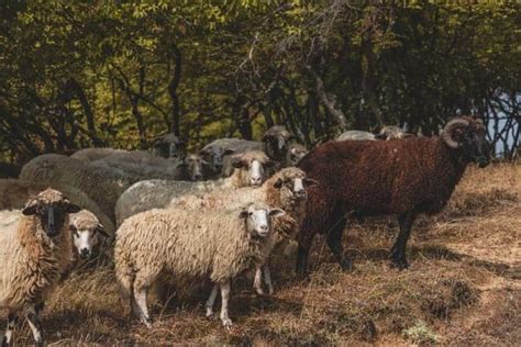 7 Brown Sheep Breeds Perfect for Your Flock