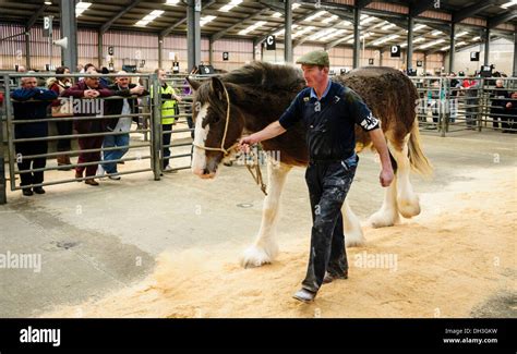 Showing a Clydesdale horse at a horse show Stock Photo - Alamy