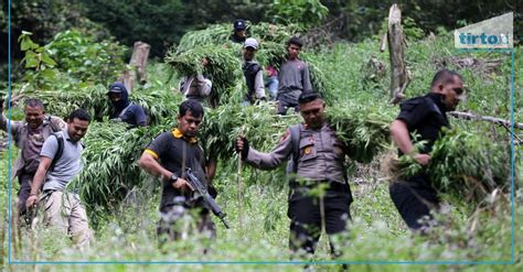 Polri Temukan 25 Hektare Ladang Ganja Jaringan Aceh Jakarta