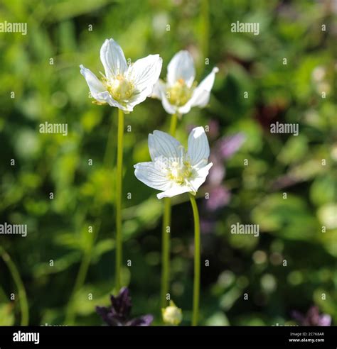 Close Up Of Parnassia Palustris Commonly Called Marsh Grass Of