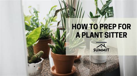 How To Prepare For A Plant Sitter Summit Ace Home And Garden