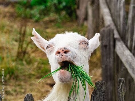 Happy White Bearded Billy Goat Chewing On Tasty Fresh Green Grass Stock