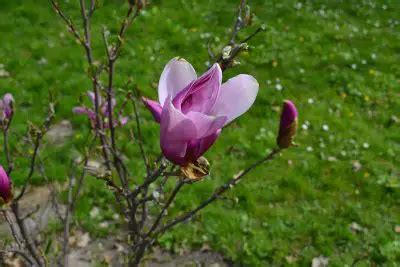 10 Dwarf Magnolia Tree Varieties - Plantglossary