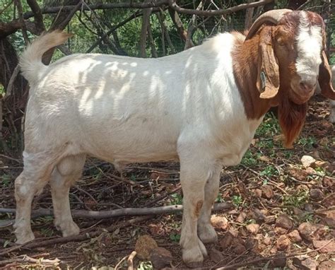 Boer Goat Farming In Nigeria Archives Pet Lovers Nigeria