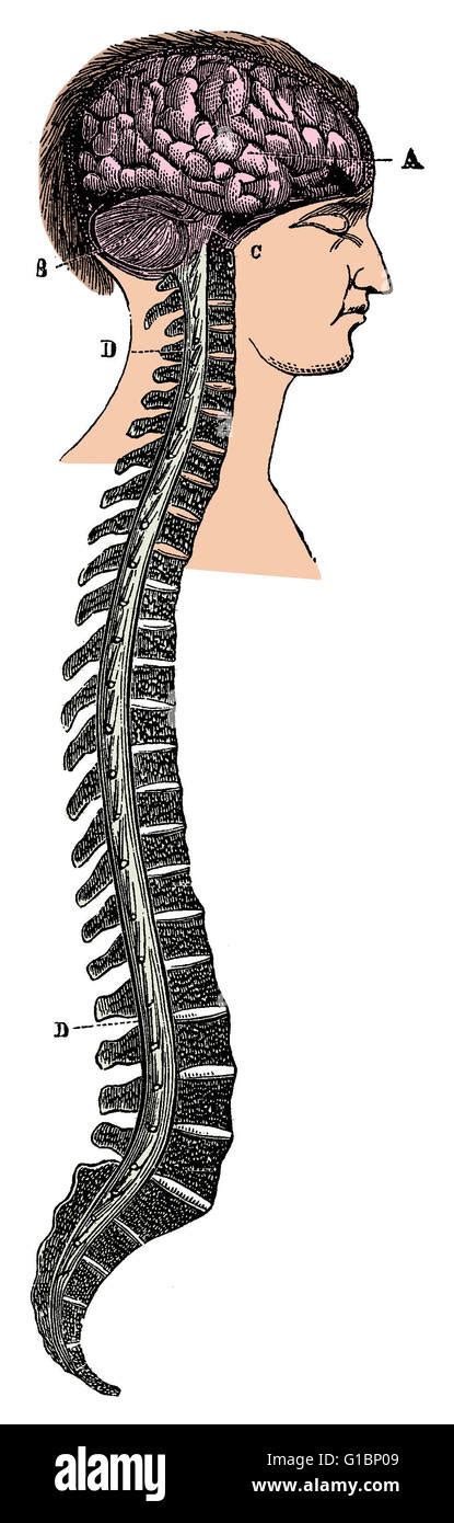 A Human S Brain And Spinal Cord This Illustration Features Labeled