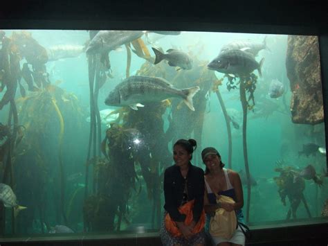 Keira's Cape Town Journal: Two Oceans Aquarium. ...I Found Nemo!