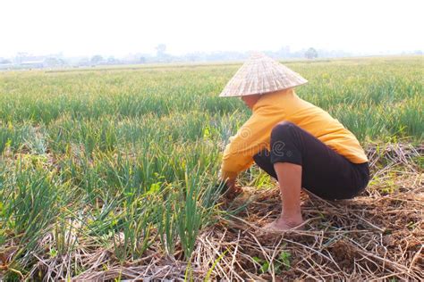 Farmers Harvest Onion On The Field Vietnam Editorial Photography