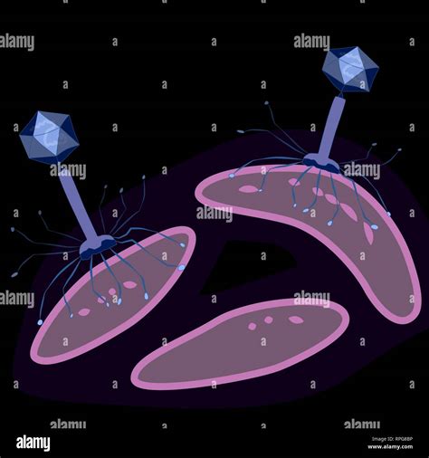 Bacteriophage Virus On Bacteria Dark Background Vector Illustration