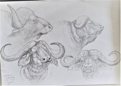 African buffalo sketches, by me 🐮🤎 : r/sketchbooks