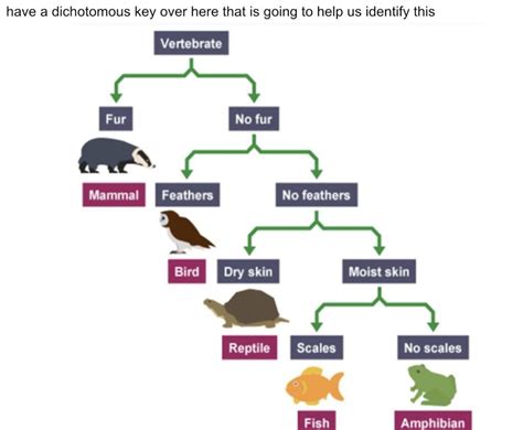 Dichotomous Keys Cambridge Igcse Biology Tutopiya