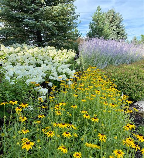 Three Perennials That Can Grow In Clay Soil Fine Gardening