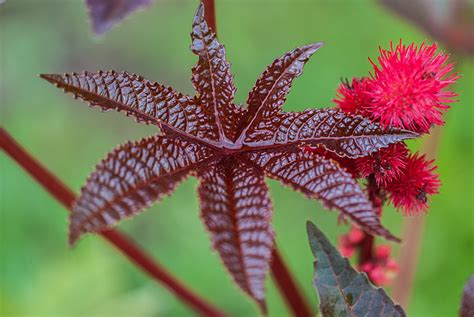 Las 6 plantas más venenosas del mundo LoveNaturaleza