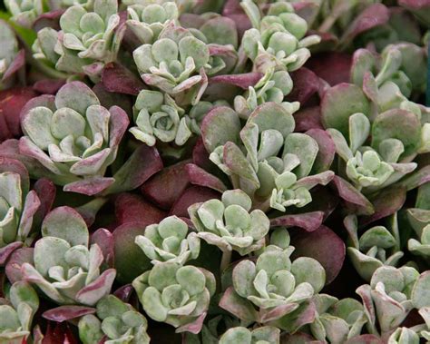 Sedum Spathulifolium Purpureum GardensOnline