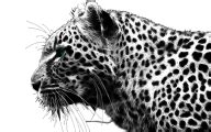 Cheetah Face Png | PNG Images Download | Cheetah Face Png pictures ...