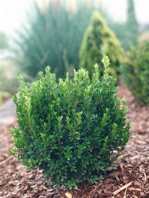 Buxus Microphylla Var Japonica Baby Jade Baby Jade Boxwood