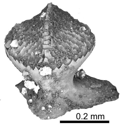 Acanthodians - Landscapes of Orkney